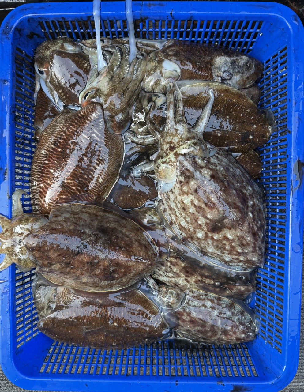 a40fb21076e3371d8deecb09047b5de5_1771731910_5483.jpg a40fb21076e3371d8deecb09047b5de5_1771731910_5483.jpg