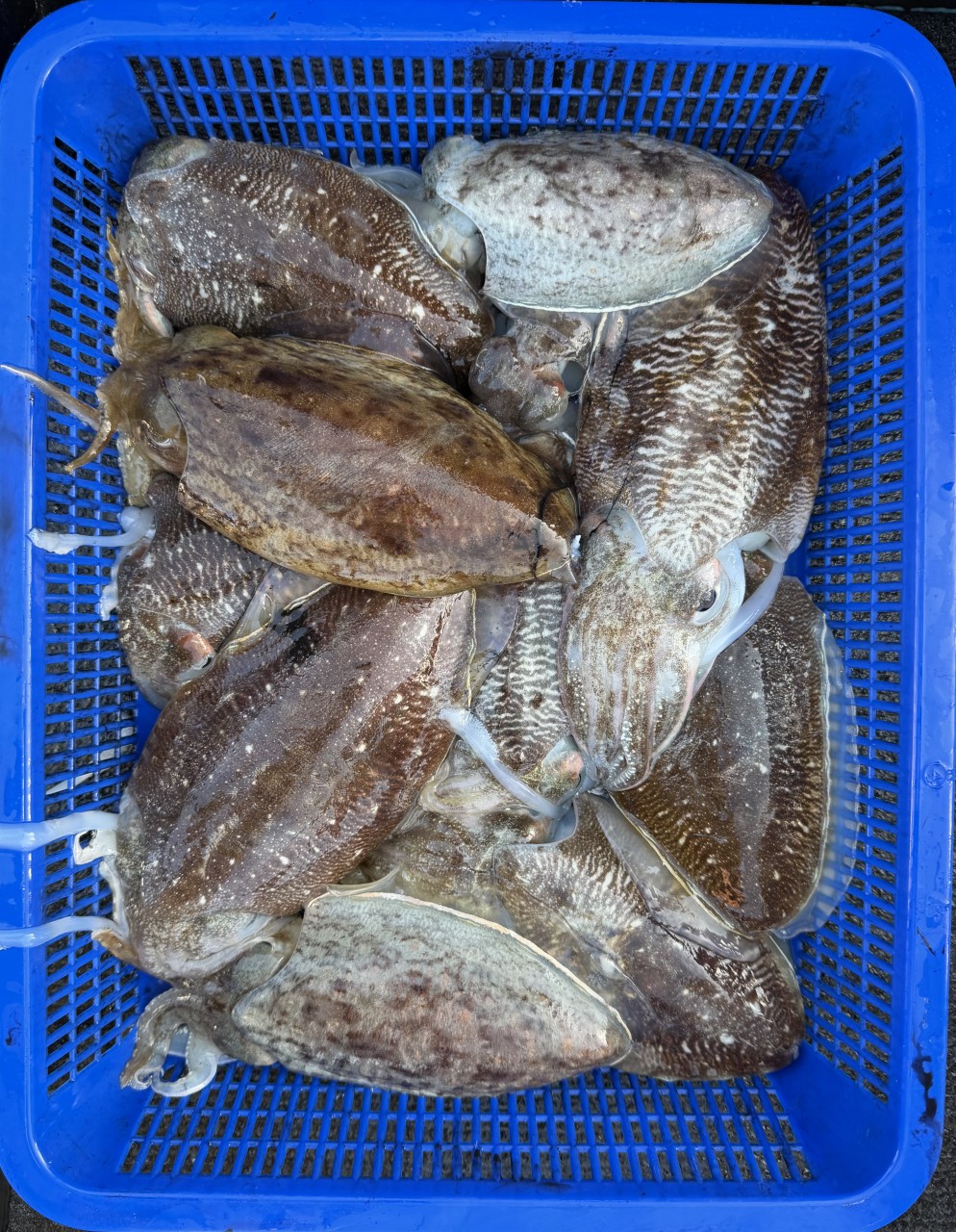 a40fb21076e3371d8deecb09047b5de5_1771731910_6083.jpg a40fb21076e3371d8deecb09047b5de5_1771731910_6083.jpg